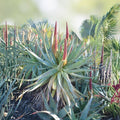 Aloe x principis RAW Cuttings, Succulent Plant, Indoor Outdoor, Low Maintenance, Houseplant, Starter Plant, Live Plant
