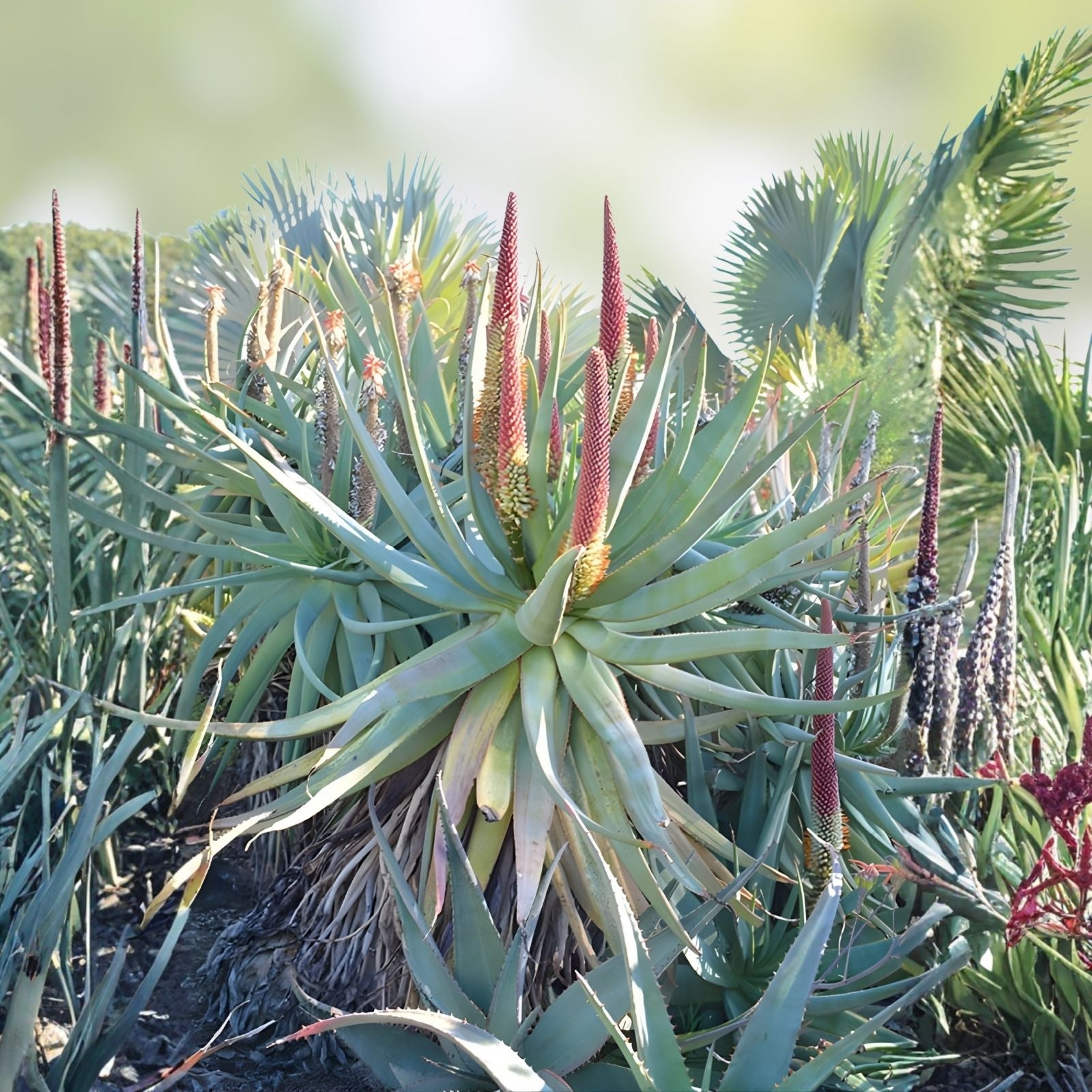 Aloe x principis RAW Cuttings, Succulent Plant, Indoor Outdoor, Low Maintenance, Houseplant, Starter Plant, Live Plant