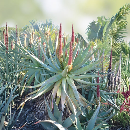 Aloe x principis RAW Cuttings, Succulent Plant, Indoor Outdoor, Low Maintenance, Houseplant, Starter Plant, Live Plant