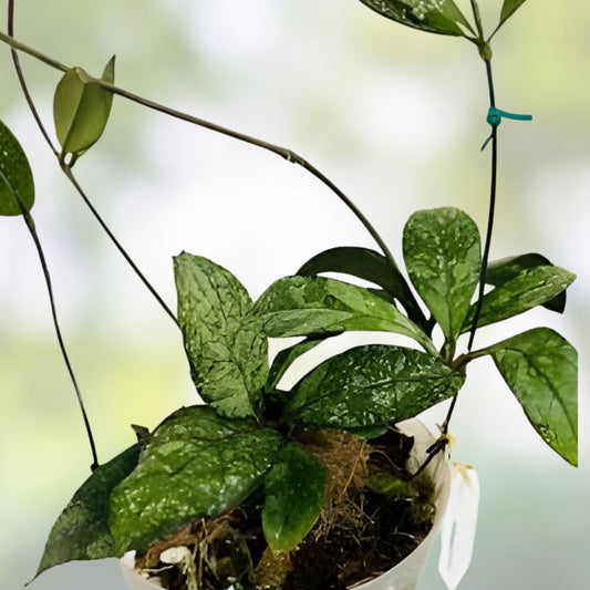 Hoya Crassipetiolata Super Splash Variegated Houseplant - Live Cutting, Indoor Exotic Plant, Starter Plant, Fast Shipping