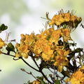Aromi Azalea Starter Plant Appalachian Gold Rhododendron Deciduous Garden Shrub, Fresh Stock