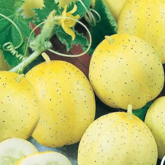 Lemon Cucumber Seeds - 100+ Heirloom Vegetable Seeds - Exotic Cucumis sativus Variety for Garden Planting