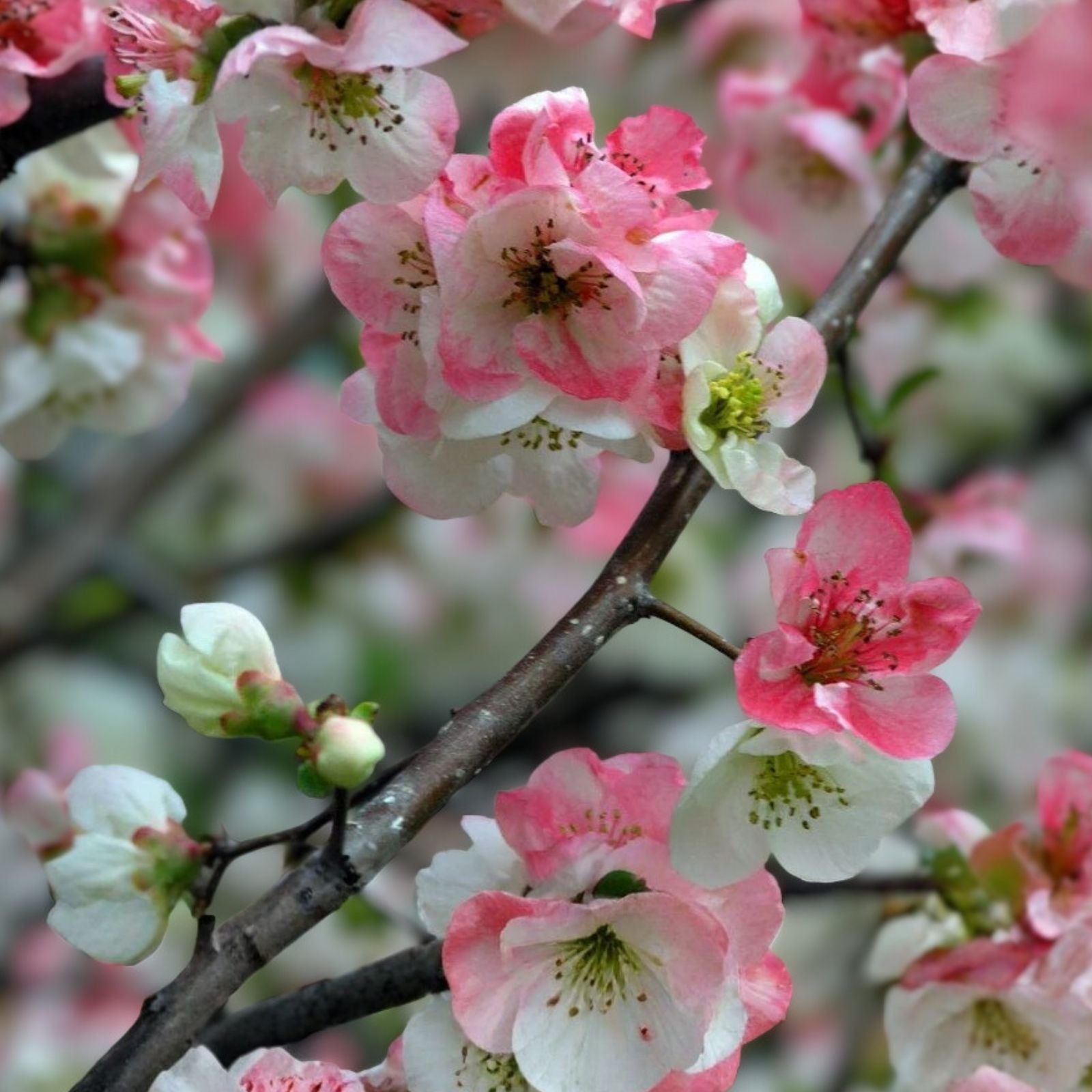Japanese Flowering Quince Live Plant Bare Root Shrub 8-12in Chaenomeles speciosa Toyo Nishiki Zones 5-9