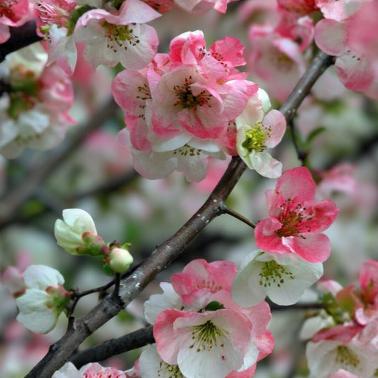 Japanese Flowering Quince Live Plant Bare Root Shrub 8-12in Chaenomeles speciosa Toyo Nishiki Zones 5-9