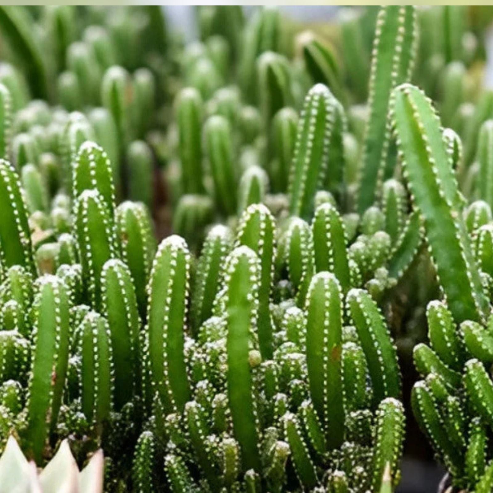 Live Rooted Triangle Cactus Plant - Acanthocereus tetragonus - Naples Florida Succulent for Indoor Outdoor Decor