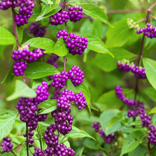 American Beauty Berry Bush Cuttings – Callicarpa americana – Live Plant Propagation Starter Shrubs for Garden