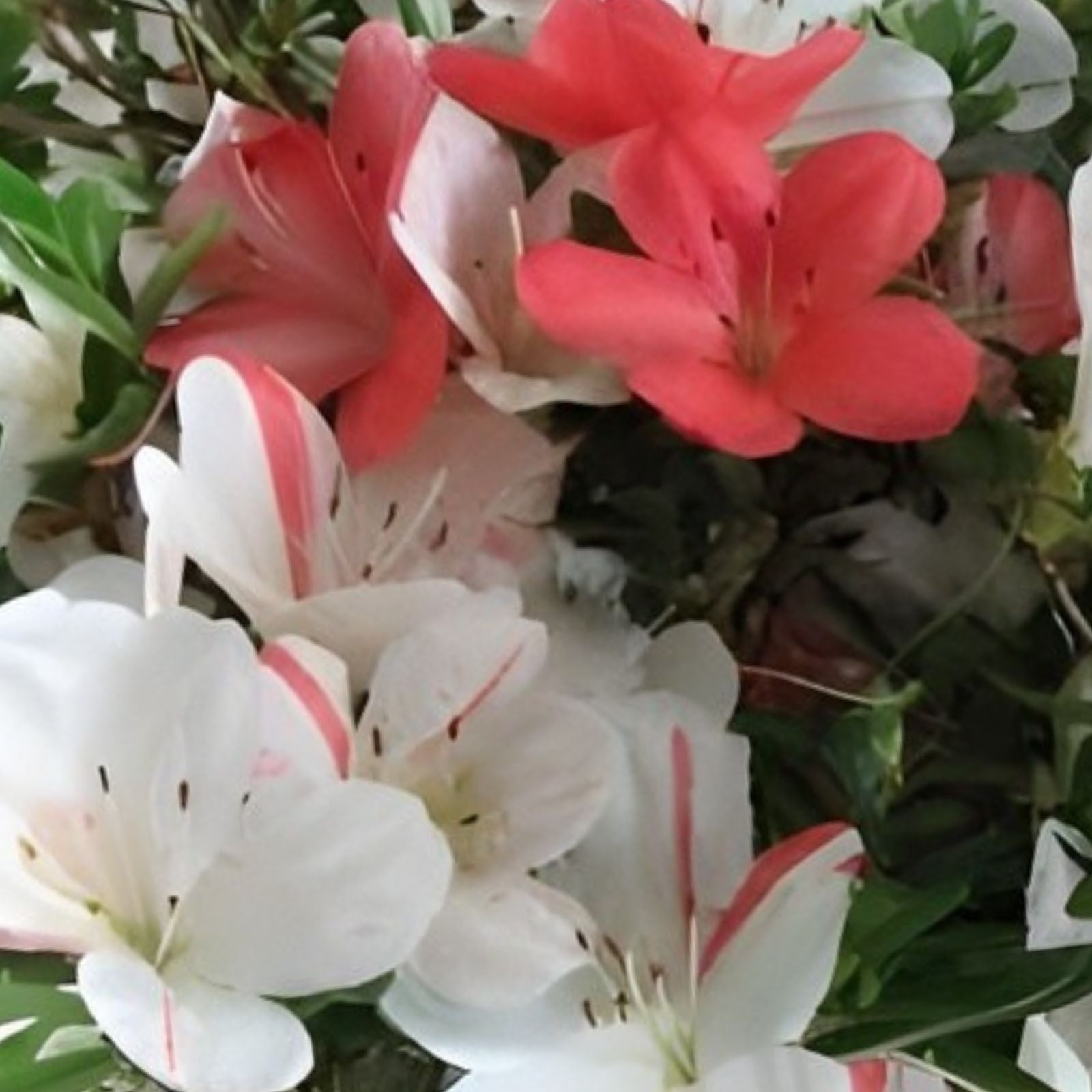Azalea Starter Plant - Multi-Color Blooms - Rhododendron spp. - Flowering Houseplant for Garden and Indoor Decor