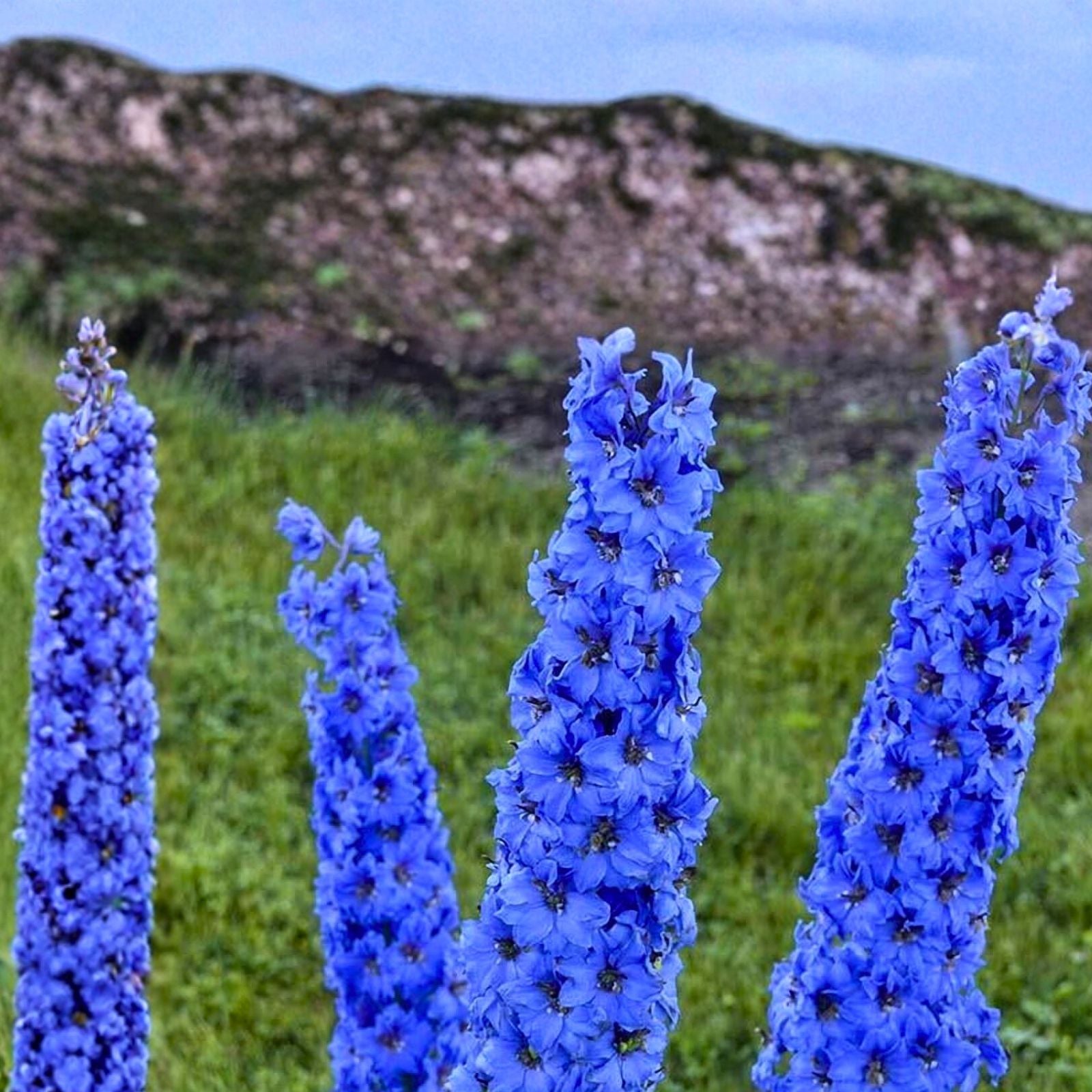 Giant Imperial Larkspur Seeds Delphinium ajacis Bright Blue Live Plant Cutting Garden Flower Seeds 100+