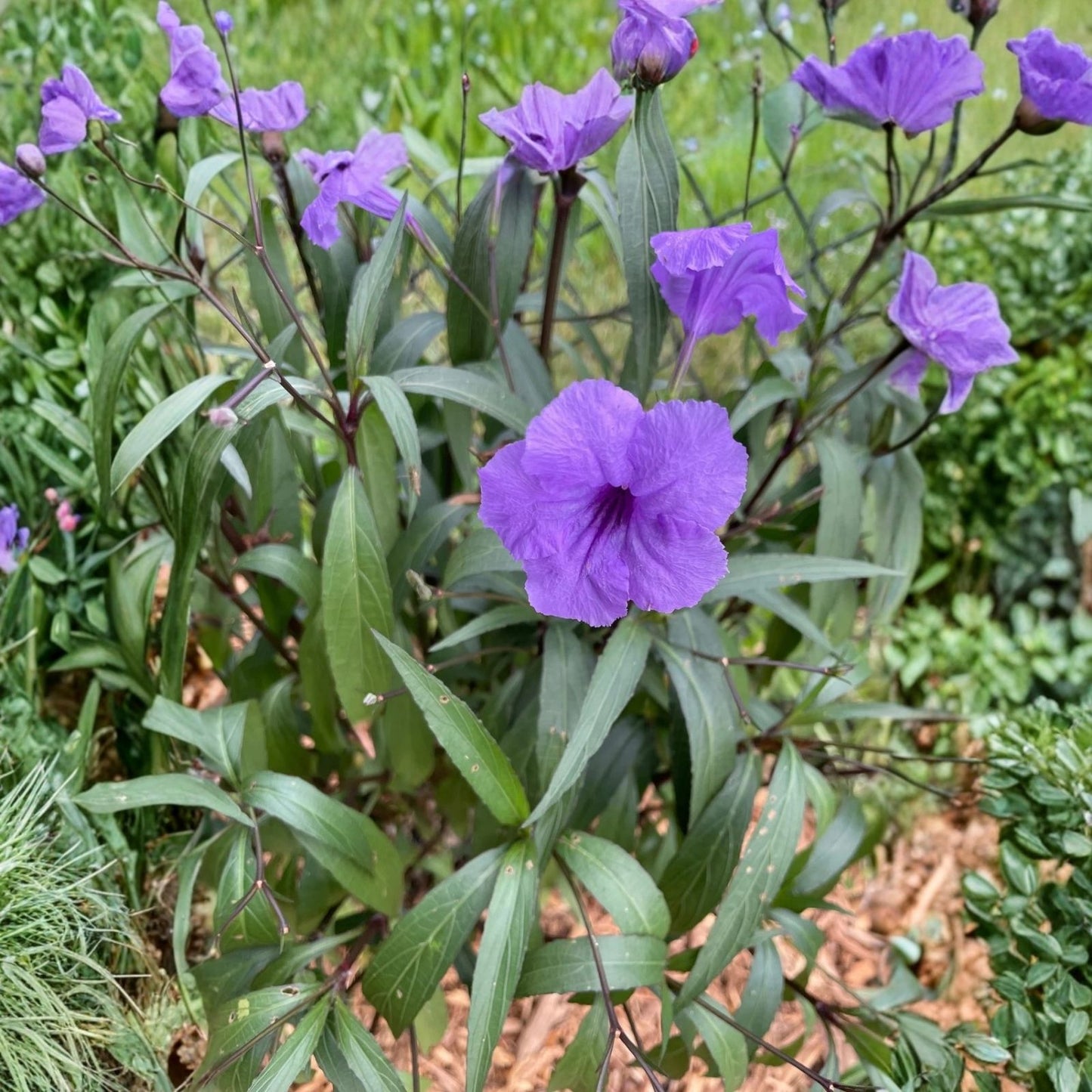 Mexican Petunia Cuttings Ruellia simplex Live Plant 12 Stem Unrooted Garden Indoor Starter Plant