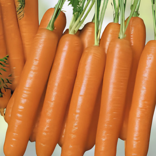 Little Finger Carrot Seeds Non-GMO Daucus carota Vegetable Garden Starter Plant 100+ Seeds