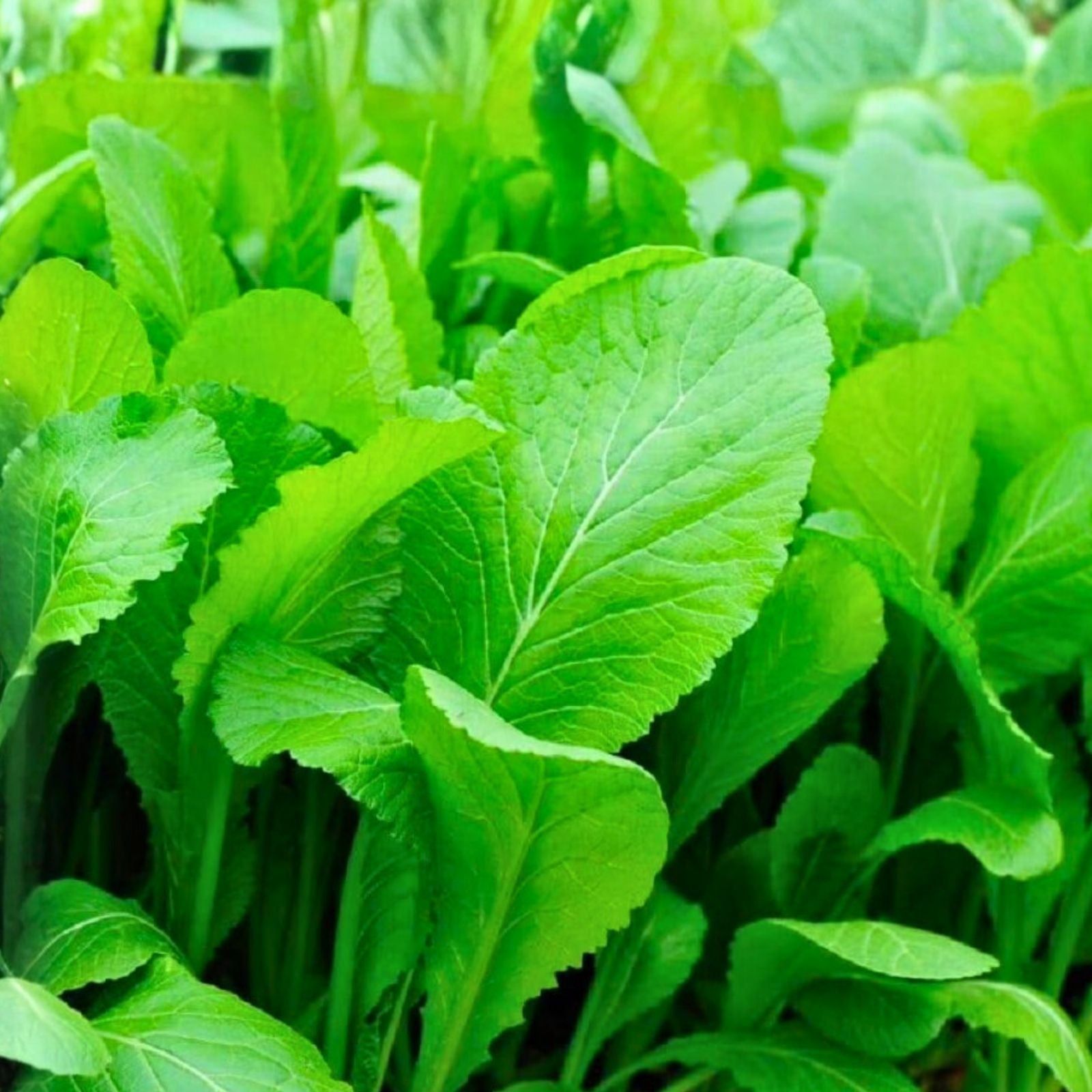 Heirloom Mustard Greens Seeds Non-GMO Tendergreen Brassica juncea Leafy Green Starter Pack 100 Seeds