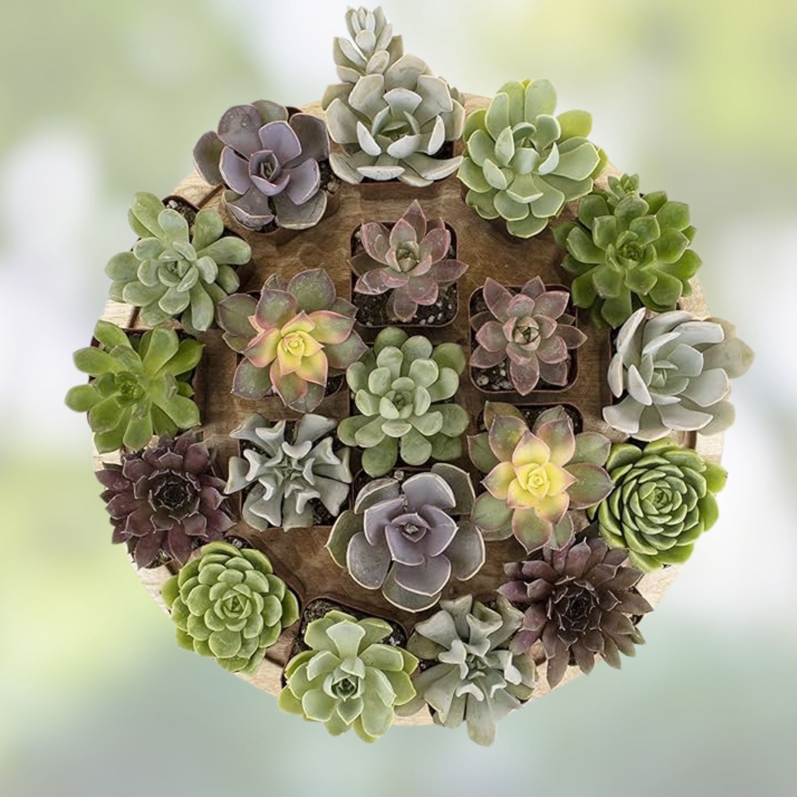Assorted Leaf Rooted Succulent Plants 20 Varieties Live Houseplants Garden Decor Indoor Outdoor