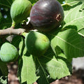 Fig Tree Cuttings 7 Pcs Marseilles Black Delicious Hardy Ficus carica Fruit Tree Propagation Live Plant