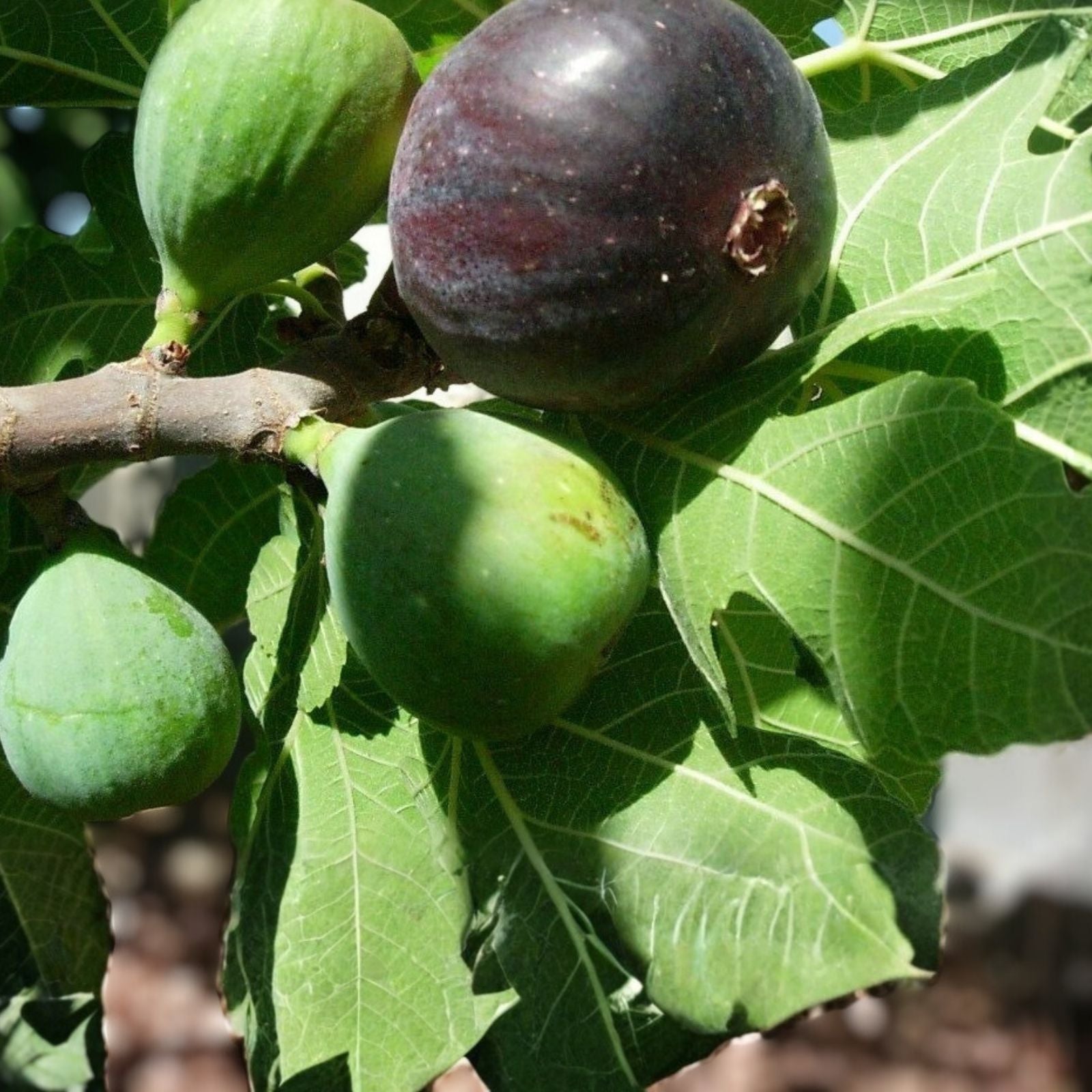 Fig Tree Cuttings 7 Pcs Marseilles Black Delicious Hardy Ficus carica Fruit Tree Propagation Live Plant