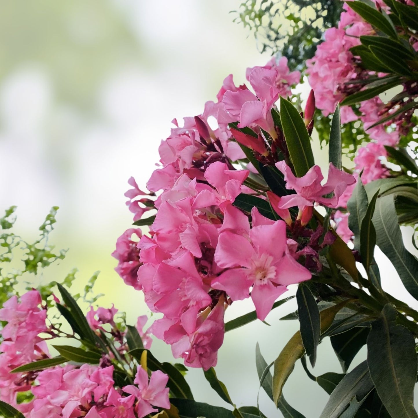 Pink Oleander Cuttings 6" Live Plant Nerium oleander Garden Flower Propagation Starter