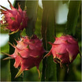 Dragon Fruit Cuttings Maria Fucsia Variety Hylocereus undatus Edible Fruit Plant Starter Live Plant