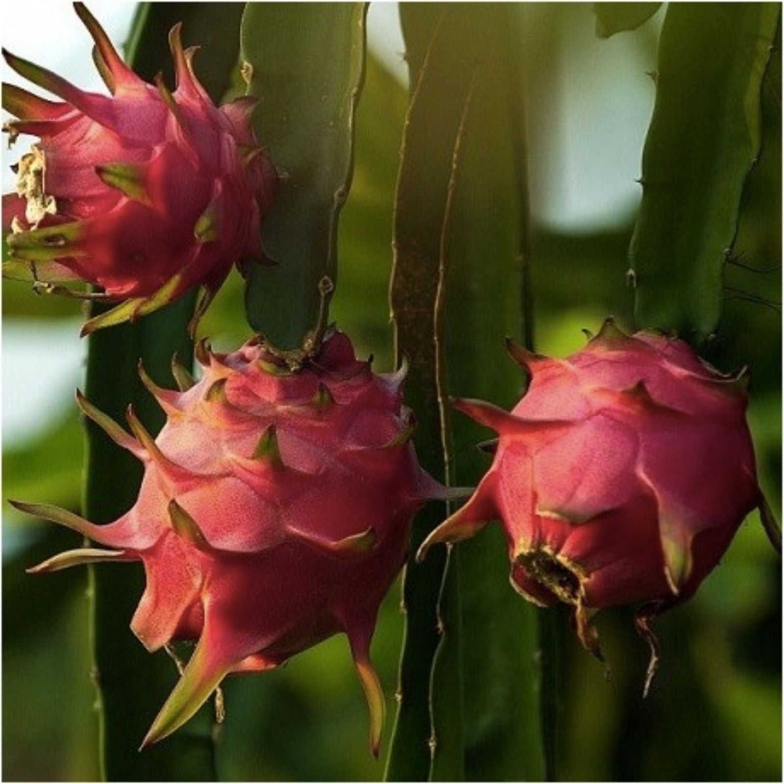 Dragon Fruit Cuttings Maria Fucsia Variety Hylocereus undatus Edible Fruit Plant Starter Live Plant