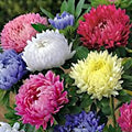 Aster amellus Rainbow Flower Seeds 100 Pack Bright Vivid Blooms Garden Flower Seeds Live Plant Cutting