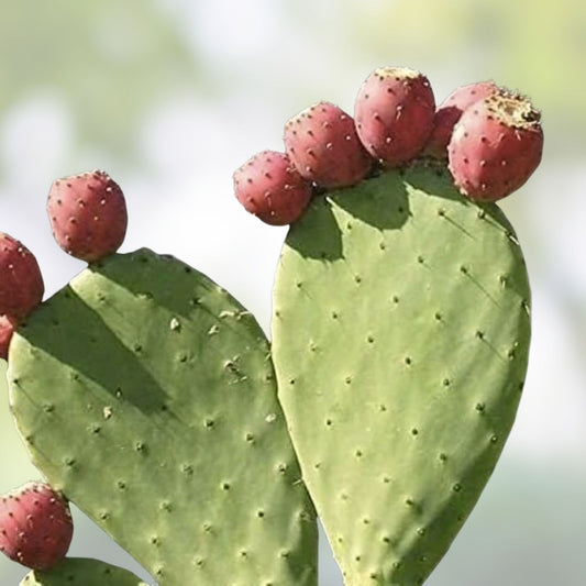 Large Opuntia Santa-Rita Prickly Pear Cactus Pad Segment – Live Indoor and Garden Plant – Opuntia ficus-indica