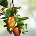 Tigertooth Jujube Tree Cutting 8" Graft Ziziphus jujuba Live Plant Propagation Gardening
