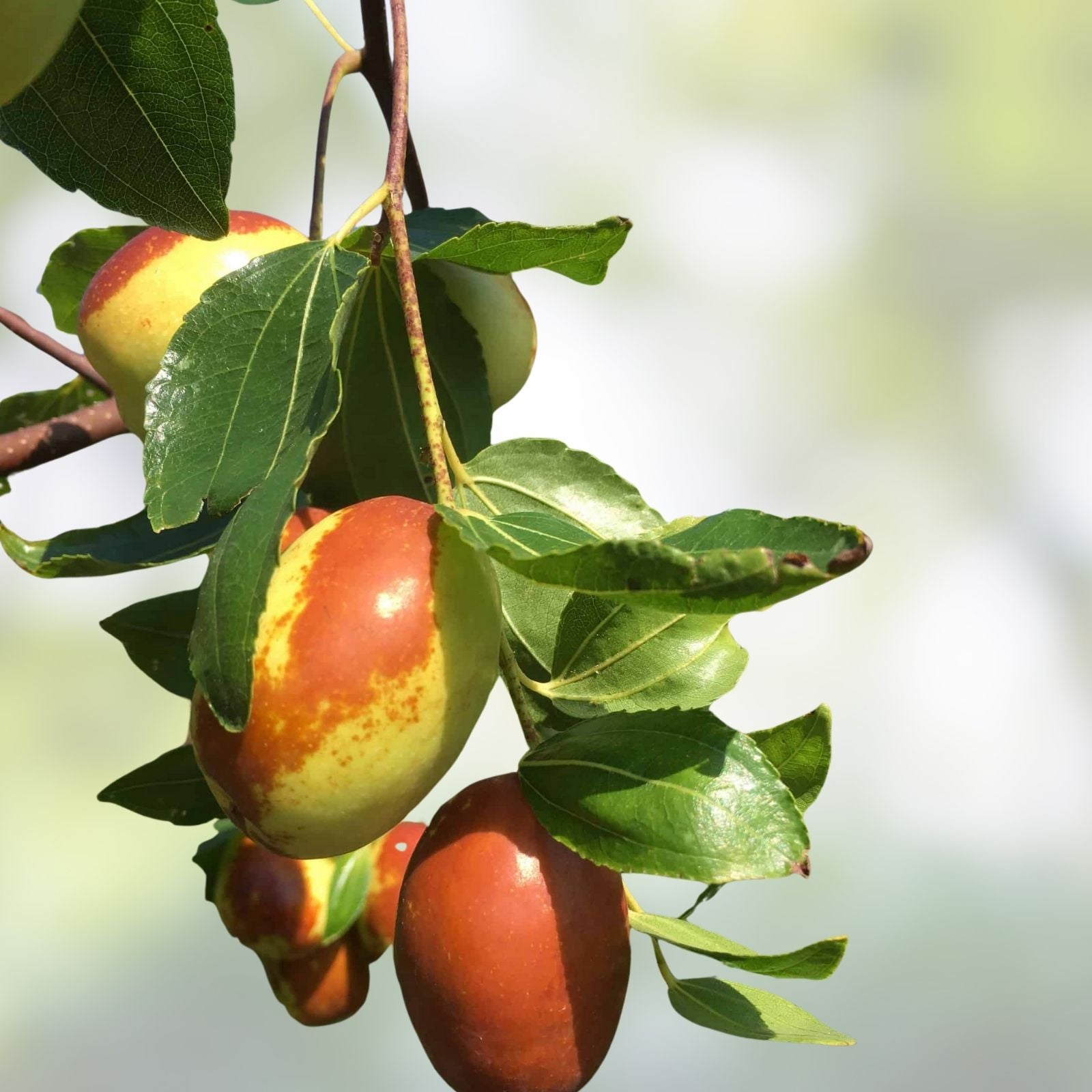 Tigertooth Jujube Tree Cutting 8" Graft Ziziphus jujuba Live Plant Propagation Gardening
