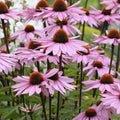 Purple Coneflower Seeds Echinacea Purpurea Organic Starter Plants Garden Flower Seeds Free Shipping