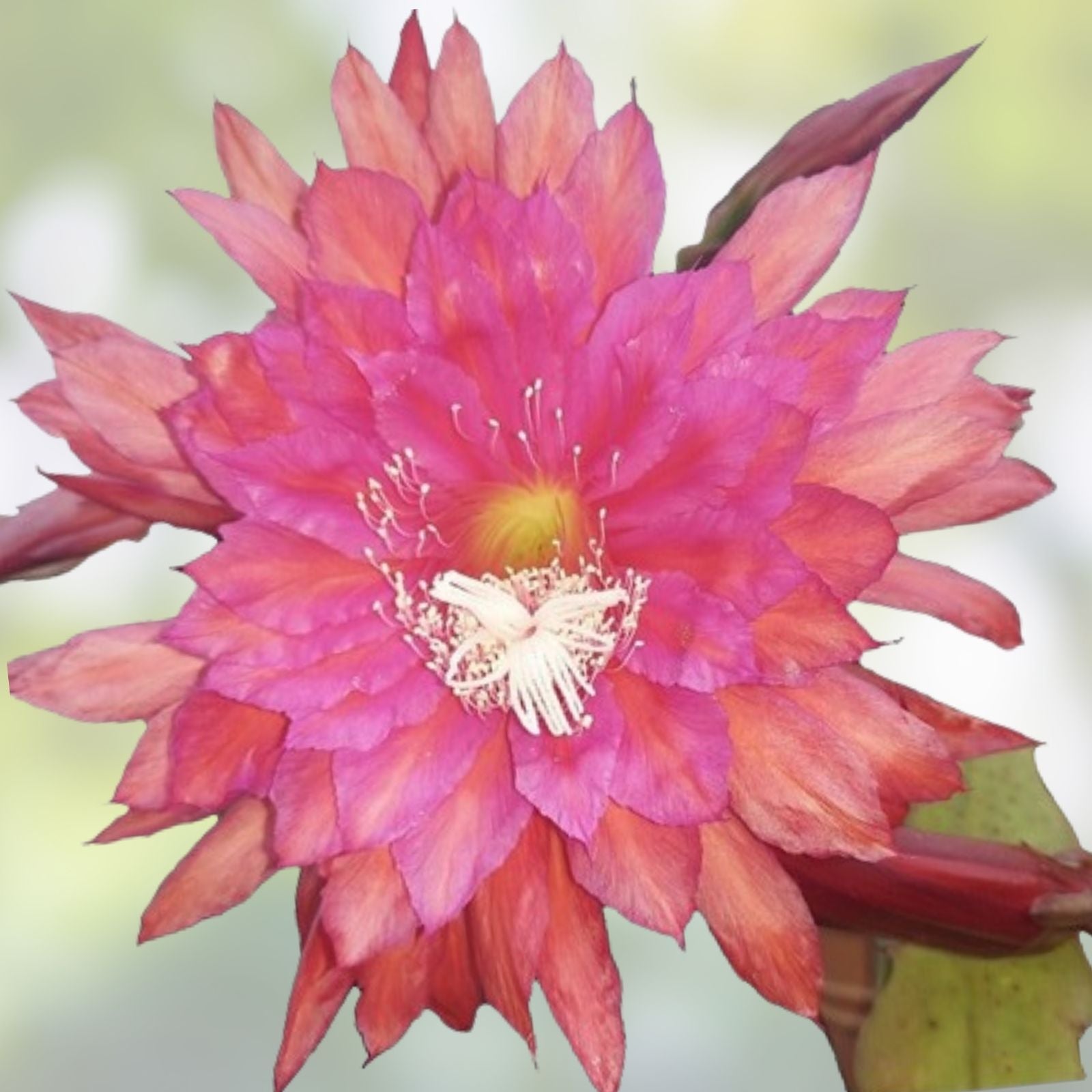 Epiphyllum Cuttings 8-10 Inch Unrooted Chanteuse Variety Jungle Cactus Epiphyllum - Bloom Haven Nursery