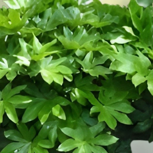 Japanese Aralia Seeds 20 Pack | Fatsia japonica Indoor & Outdoor Evergreen Foliage Plant Starter Seeds