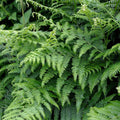 Eagle Fern Live Plants Set of 7 – Pteridium aquilinum, Woodland Ferns, Indoor Outdoor Garden Decor, Houseplants, Live Fern Cuttings