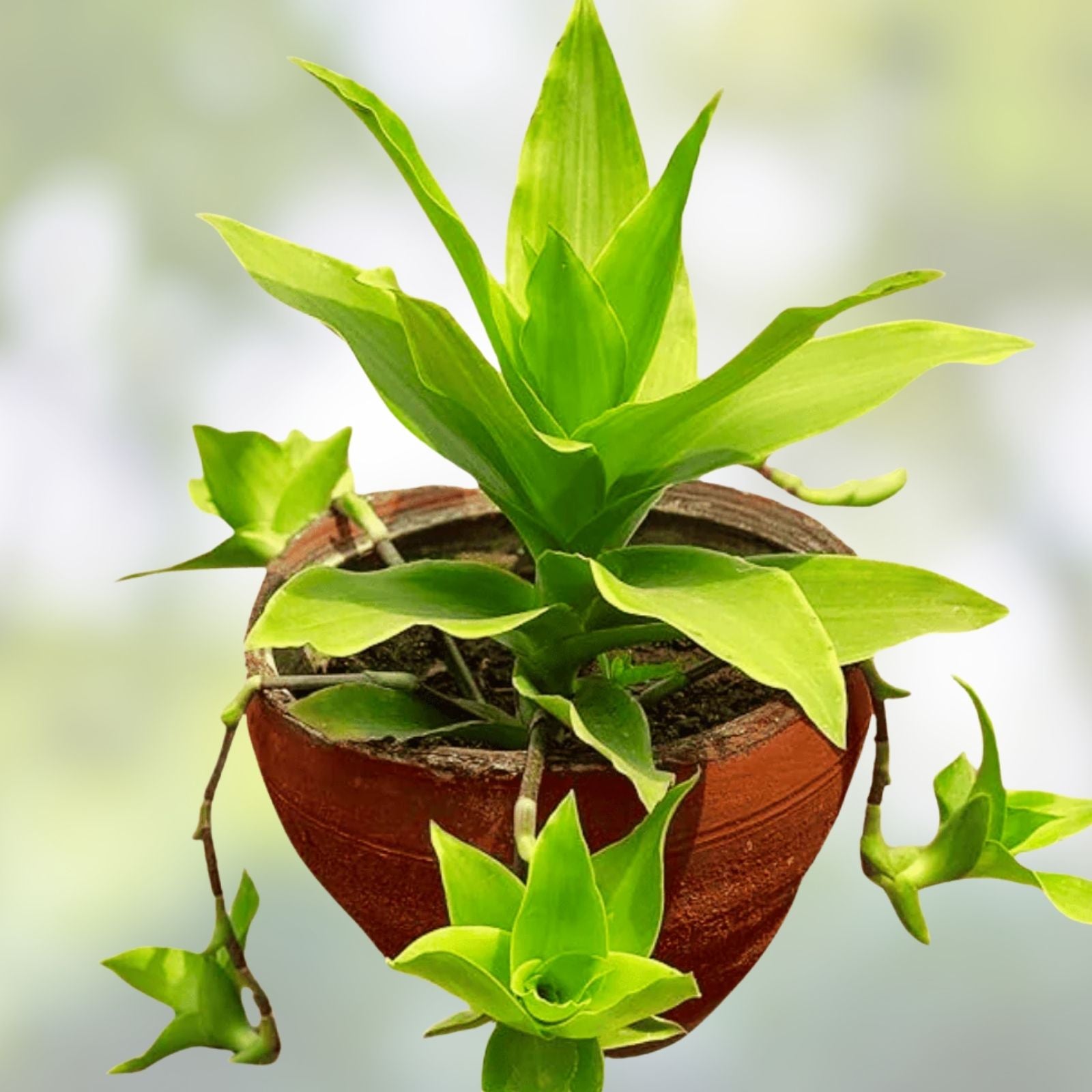 Callisia Fragrans Cuttings - Indoor Houseplant, Green Foliage, Medicinal Basket Plant, Live Starter Plant, Propagation Cuttings