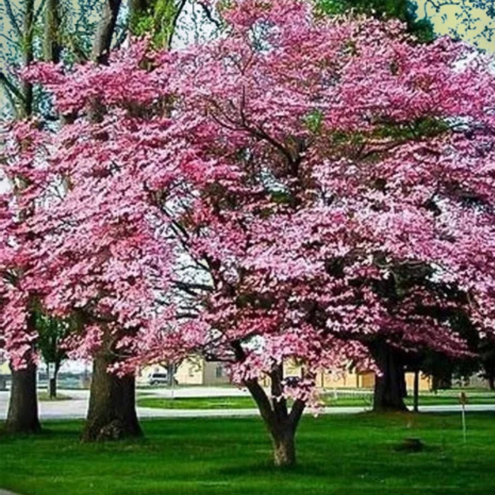 Cherokee Brave Dogwood Tree 16" Live Plant, Reddish Pink Blooms, Cornus florida Bare Root, Fast Growing, Flowering Tree