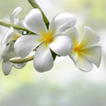 Rooted Plumeria Cutting Cosmos Variety 20" Tropical Flowering Plant Live Garden Patio Indoor