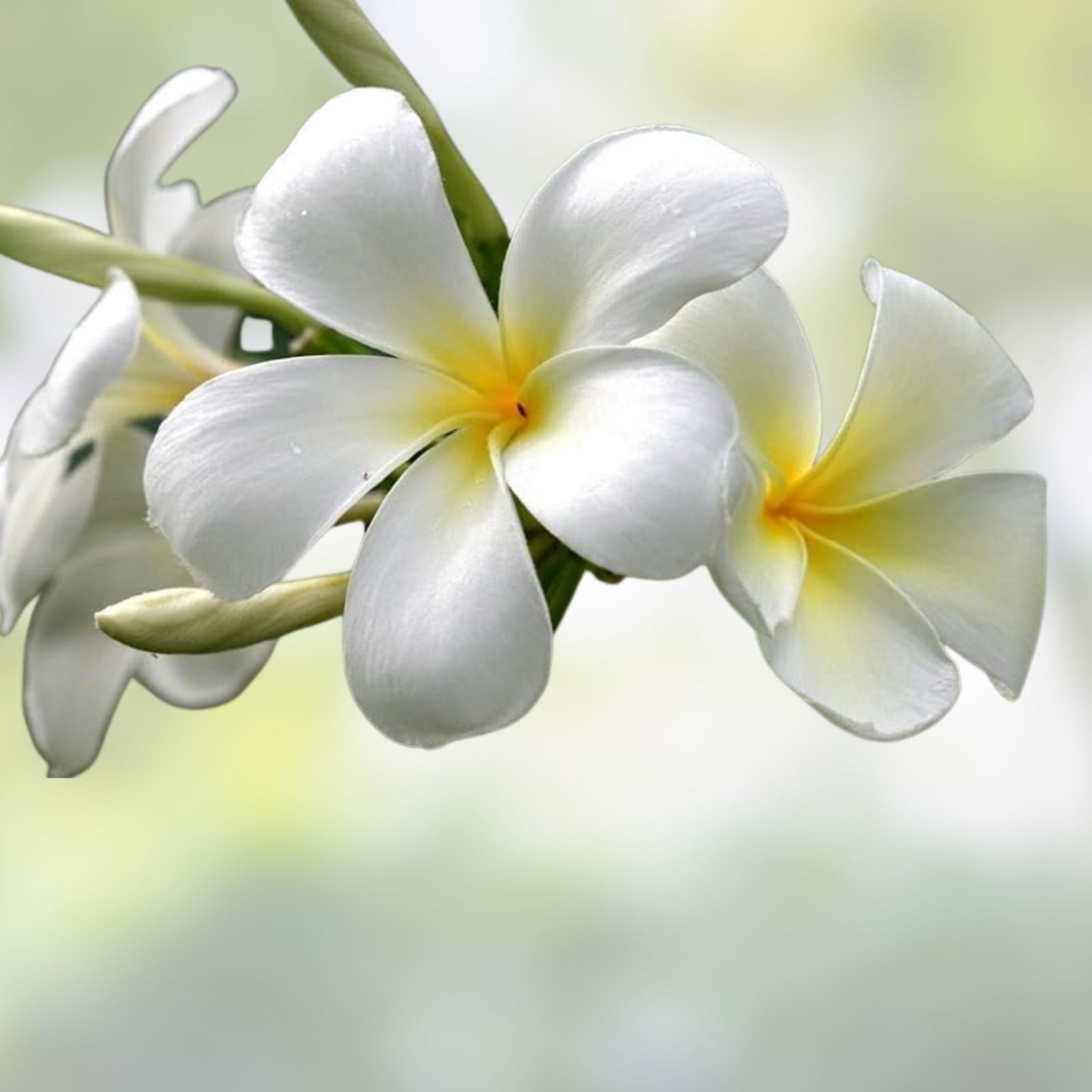 Rooted Plumeria Cutting Cosmos Variety 20" Tropical Flowering Plant Live Garden Patio Indoor