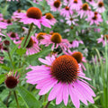Echinacea Seeds Prairie Splendor Deep Rose Perennial Flowering Plant 100 Count Garden Seeds