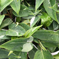 White Princess Variegated Philodendron Starter Plant, Philodendron erubescens, Indoor Houseplant, Live Rooted Cutting