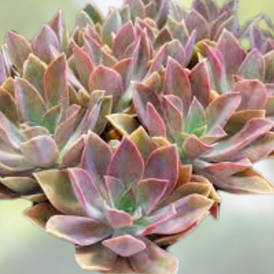 Graptoveria Fred Ives Succulent Plant - Rare Variegated Houseplant, Live Cutting, Easy Propagation, Succulent Starter Plant