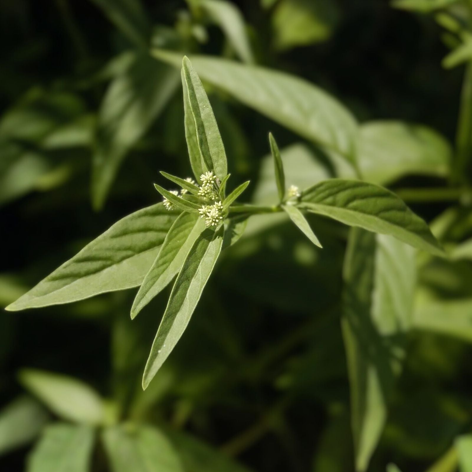 Rare Marusa Plant Live – Amazonian Master Plant Pfaffia iresinoides Tropical Variety for Herbal and Botanical Gardens
