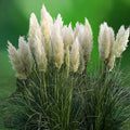 White Pampas Grass Seeds 30 Organic Cortaderia selloana Live Plant Cutting Bare Root Starter Houseplant Free Shipping