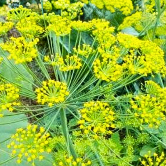 Heirloom Dill Seeds Non-GMO Herb Seeds for Cooking Dried Use Anethum graveolens 25+