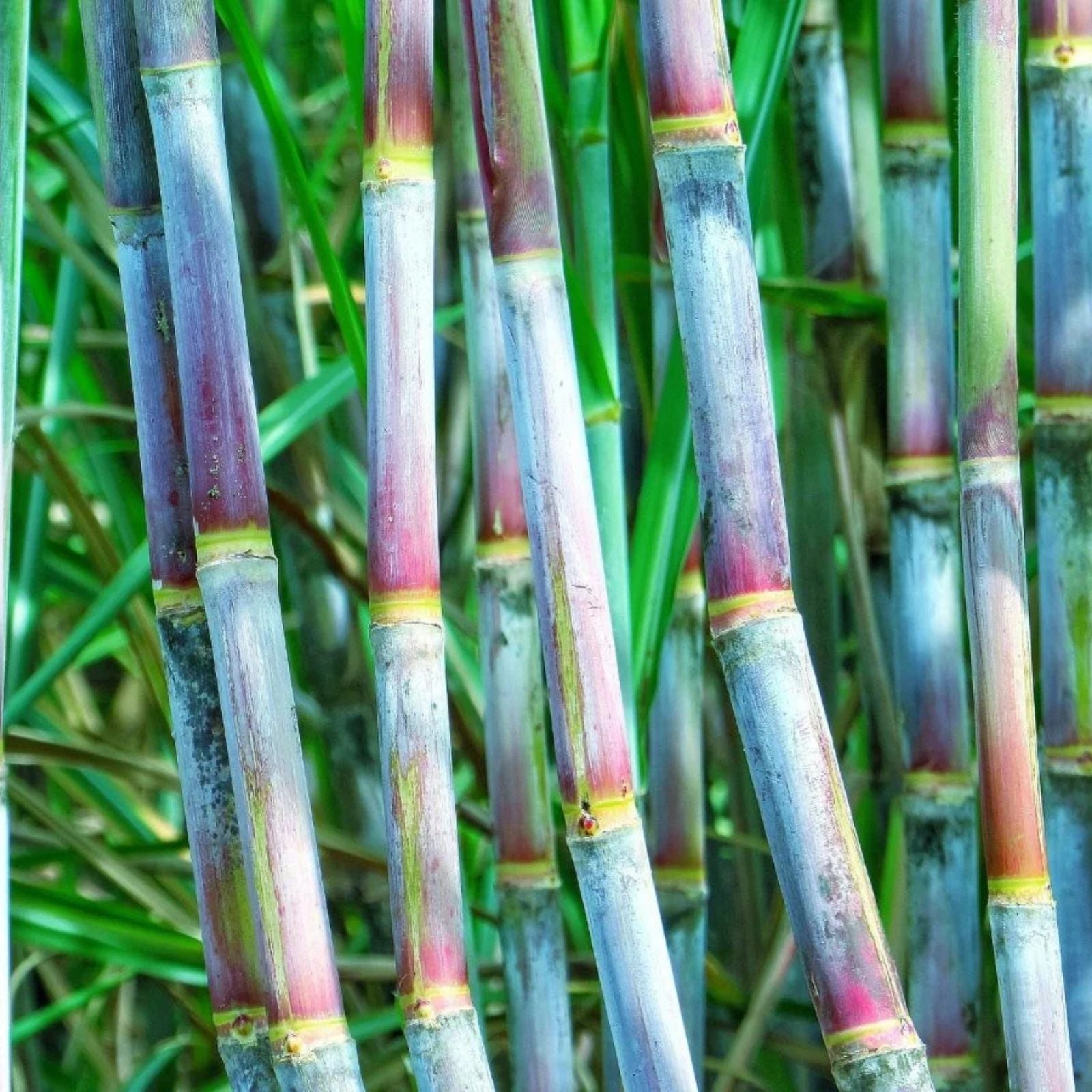Green Sugarcane Live Plant Cuttings 1+1 PCS, Fresh Sweet Juicy Saccharum spontaneum, Organic Cane Plant for Gardening