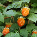 Salmonberry Root Cuttings 5 Live Organic Rhizomes Rubus spectabilis Garden Landscaping Houseplant Starter