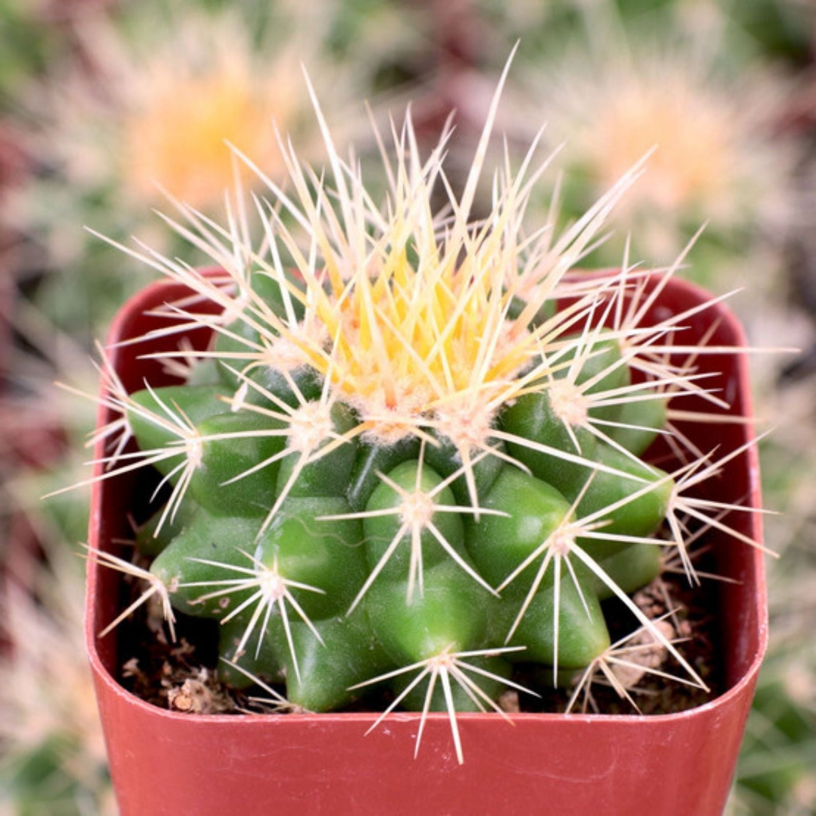Golden Barrel Cactus Seeds, Echinocactus grusonii, Live Plant, Starter, Garden, Succulent, Cactus, Bare Root, Cutting, Houseplant