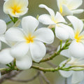 White Rainbow Plumeria Cuttings 8-12 inch Tropical Plant, Unrooted Starter, Houseplant, Plumeria spp