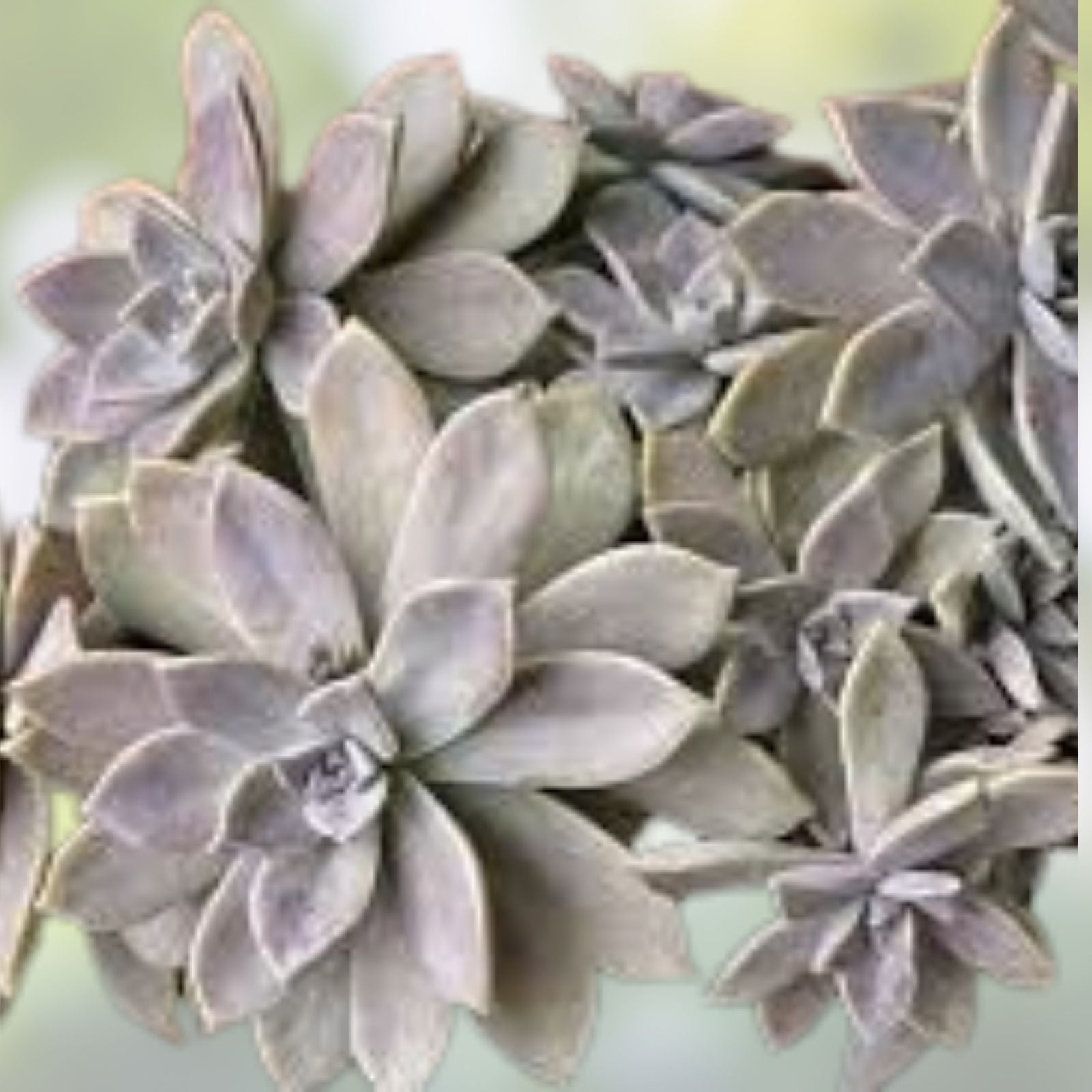 Ghost Graptopetalum Succulent Live Rooted Cuttings – Easy Care Succulent Plant, Graptopetalum paraguayense, Fresh Stock