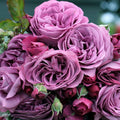 Purple Lavender Hybrid Tea Rose Bush, Fragrant Garden Plant, Rosa hybrid, 1-2 ft, live plant, flowering shrub