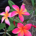 Plumeria Cutting Kaneohe Sunset Tropical Fragrant Flowering Plant 12-14" Live Houseplant