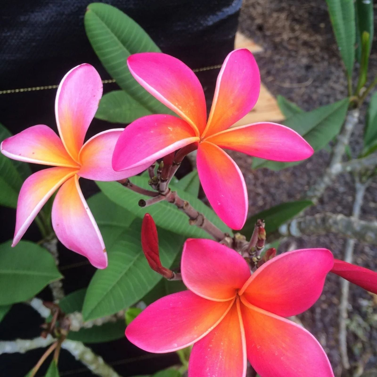 Plumeria Cutting Kaneohe Sunset Tropical Fragrant Flowering Plant 12-14" Live Houseplant