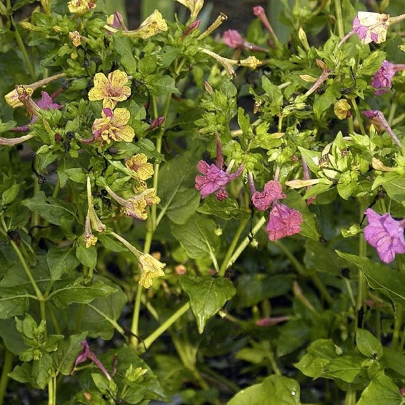 Four O'Clock Seeds - 100+ Broken Colors - Tender Perennial Flower - Mirabilis jalapa Seeds for Easy Garden Growth