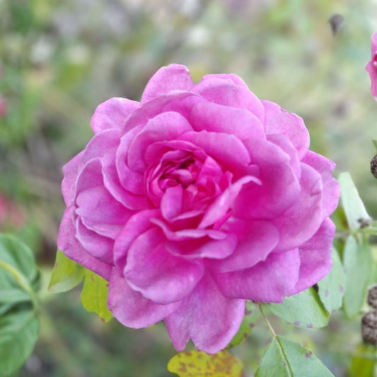 Lavender Crush Rose Cuttings 4-6" Live Plant Fragrant Edible Jelly Drink Rosa spp. Bare Root Starter Plant