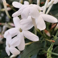 White Star Jasmine Cuttings Jasminum polyanthum Fragrant Live Plant Indoor Outdoor Garden Starter